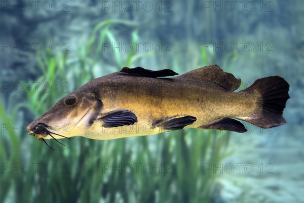 Eye-spotted catfish (Auchenoglanis occidentalis), adult, swimming, in water, Africa, captive,
