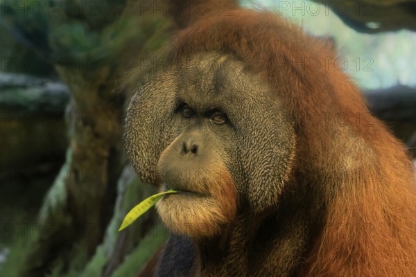 Borneo Orang Utan (Pan Paniscus), adult, male, portrait, feeding, endangered species, Borneo,