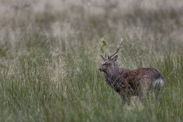 Sika deer (Cervus nippon) approaching a rival, repeatedly lowering its head and thrusting its