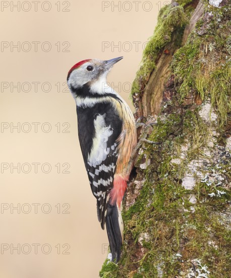 Middle spotted woodpecker (Dendrocopos medius), on a birch overgrown with moss, wildlife,