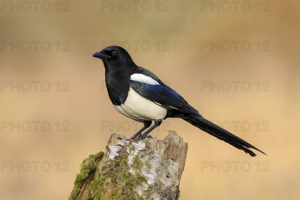 Magpie, (Pica pica) sitting on a birch overgrown with moss, wildlife, corvid, nature photography,