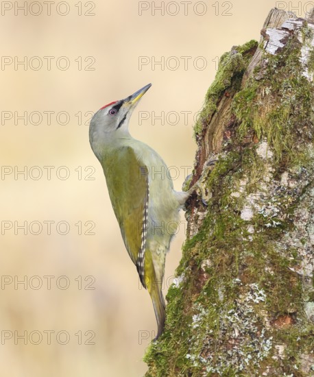 Grey-headed woodpecker (Picus canus), or great spotted woodpecker, male at a birch overgrown with