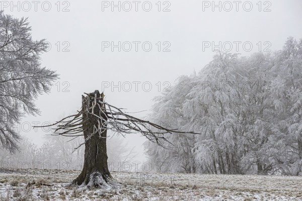 Winter landscape with broken tree stump in the Swabian Jura. hoarfrost. Münsingen,