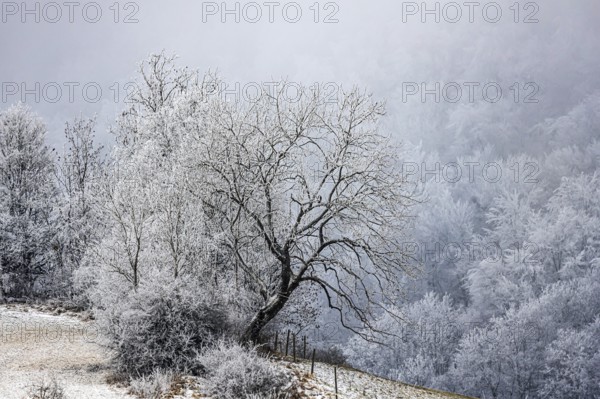 Winter landscape in the Swabian Jura. Bushes and forest with hoarfrost. Münsingen,