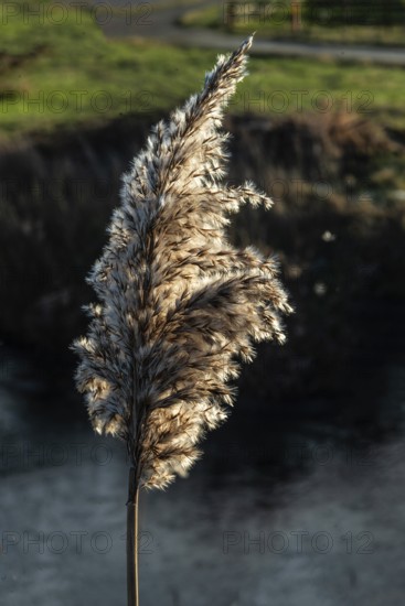 Seedhead of common reed (Phragmites communis) at a creek in winter in Ystad municipality, Skåne