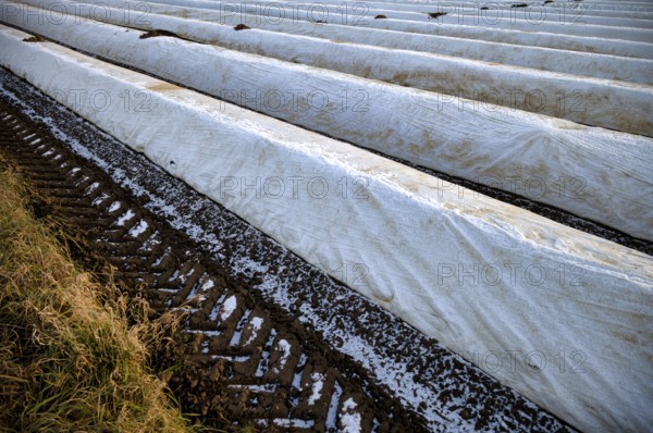 White film prevents purple and green asparagus heads, controls the start of harvest, asparagus,