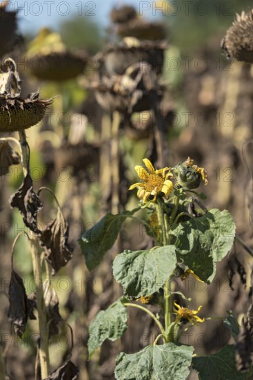 Sunflower field, brown withered sunflowers (Helianthus annuus), including a single young plant