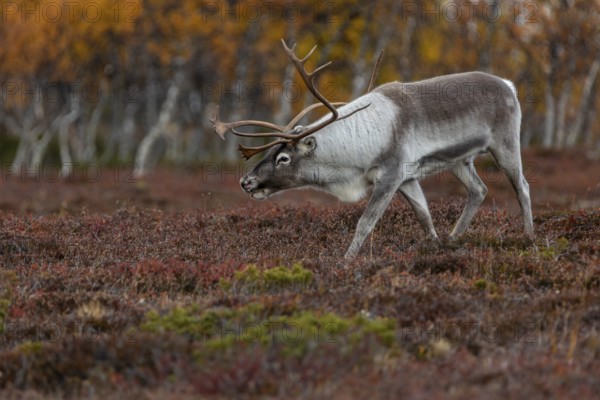 The reindeer bull (Rangifer tarandus) follows his herd with bowed head, rutting season, mating