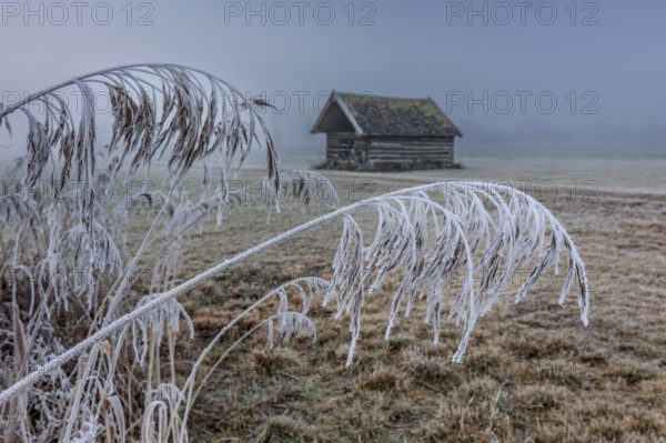 Hut, wooden hut, grasses, frost, hoarfrost, cold, winter, fog, high fog, mountains, Loisach-Lake