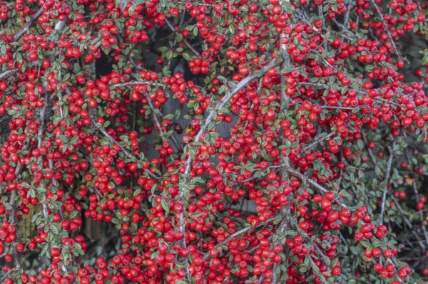 Fan-shaped cotoneaster (Cotoneaster horizontalis), Emsland, Lower Saxony, Germany