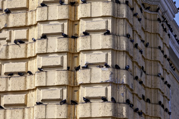 Birds rest on the ledges of a beige building in an urban setting, pigeons on a façade in Lima in