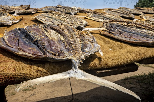 Close-up of dried fish on a brown towel in a sunny setting on the beach, Dried fish on a beach near