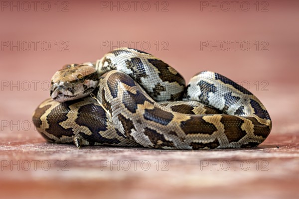 A python with a complex brown and black pattern on a red background, An Indian rock python (Python