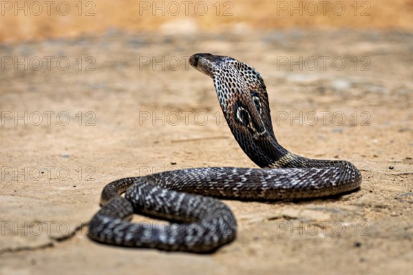 A cobra moves calmly on the sandy ground. Its skin glistens in the sun, the spectacled snake (well,