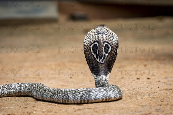 An erect cobra on sandy ground, showing an imposing posture, the spectacled snake (well well well)