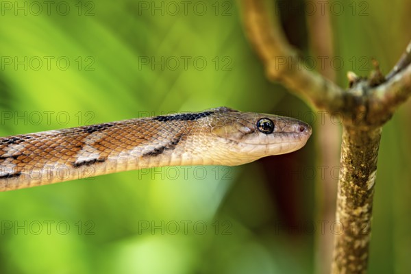 Close-up of a snake on a tree with a bright green background, A drinking snake (Coelognathus