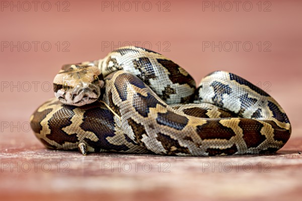 Python in a close-up, emphasised by its characteristic pattern and natural textures, An Indian rock