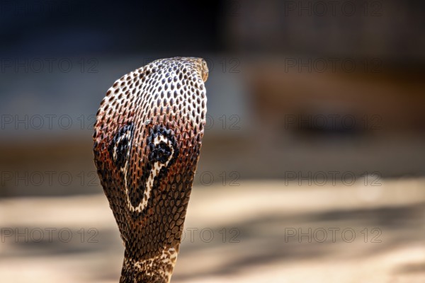 Close-up of a cobra, the head shows detailed scales and an intense presence, The Spectacled Snake