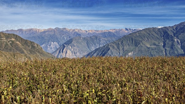 Harvest field with mountain backdrop under blue sky, The landscape of the Colca Canyon in the Andes