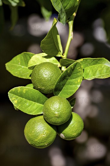Four green limes hanging from a branch with shiny leaves in a natural environment, citrus plants