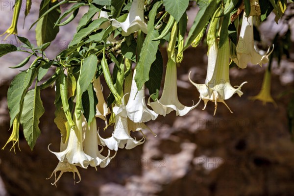 White angel trumpets with green leaves hanging in a natural environment, angel trumpets