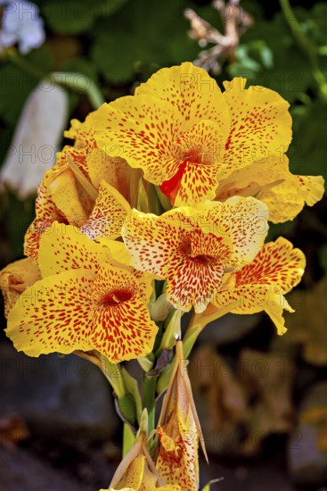 Yellow flowers with red spots in a green garden, bright and lively summer atmosphere, The Canna