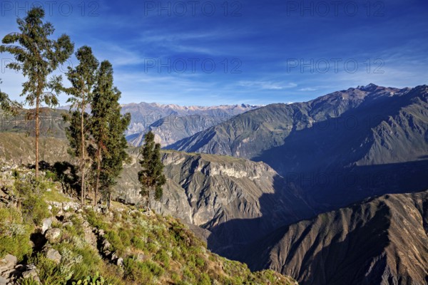 Highlands with green trees and deep valleys under clear skies, the landscape of the Colca Canyon in
