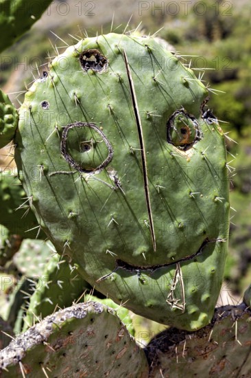 Cactus in nature, whose surface is painted with a face, prickly pear cactus (Opuntia ficus-indica)