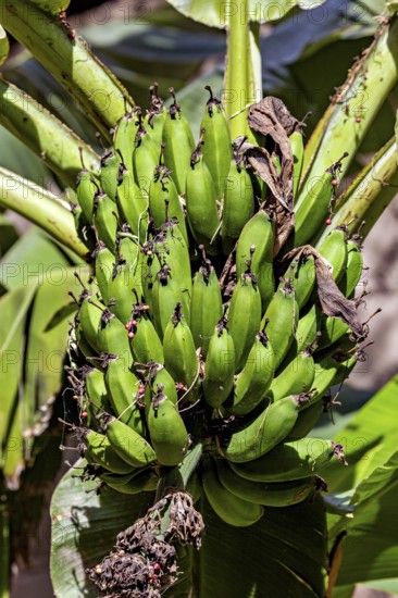 Unripe green bananas hang in a tropical garden surrounded by large leaves, lady-finger bananas in