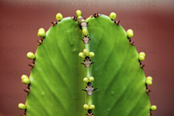 Close-up of a green cactus with thorns and small buds in vivid colours, spurge plant Euphorbia