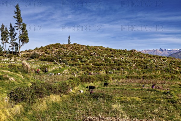 Green hilly landscape with cows and trees, under blue sky with mountains in the background, farmers