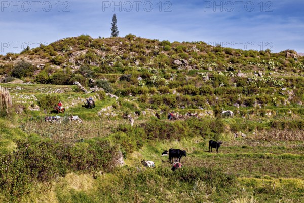 Green terraced hills with grazing cows and a person at work, farmers in the Colca Canyon landscape