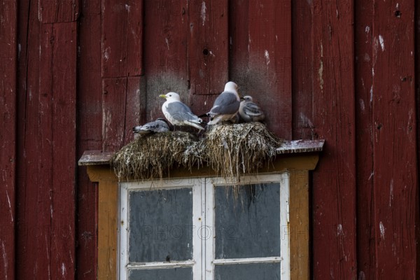 Black-legged kittiwakes (Rissa tridyctyla) nesting on a red wooden façade of the Pomor Museum,