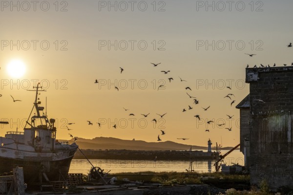 Kittiwakes (Rissa tridyctyla), flying over fishing boats and a building in the harbour at dusk,
