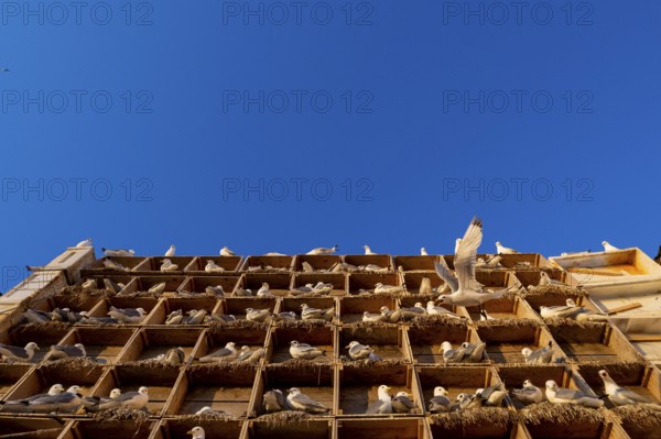 Kittiwakes (Rissa tridyctyla) nesting in an artificial nesting cliff made of old fish boxes in