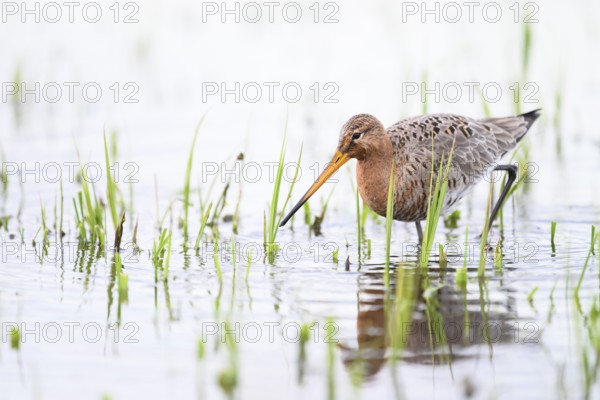 A black-tailed godwit (Limosa limosa) stands in the water between grass in a natural environment on