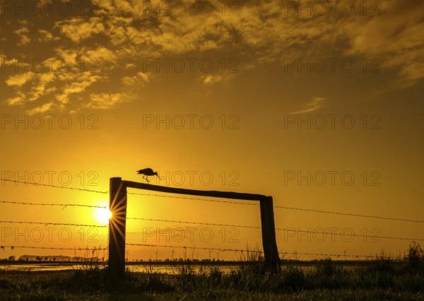 A black-tailed godwit (Limosa limosa) sits on a fence in the golden light of sunset, Dümmer nature