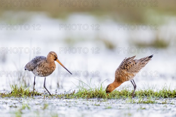 Two black-tailed godwits (Limosa limosa) standing in a meadow covered with water and poking around