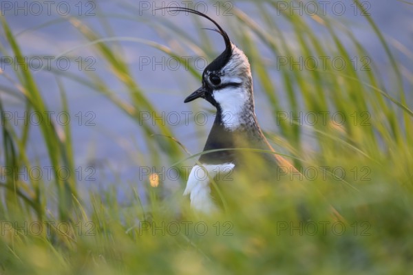 Portrait close-up of a lapwing (Vanellus vanellus) with black and white plumage by the water,