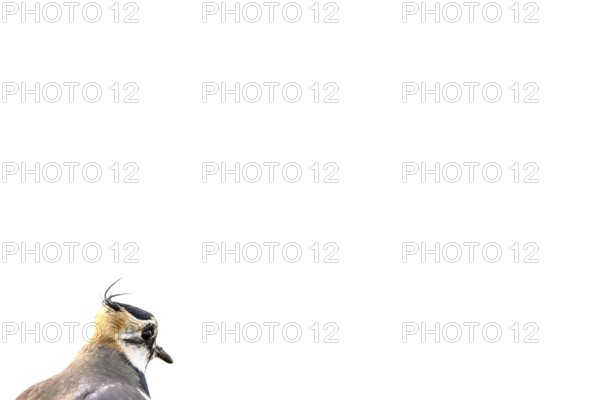 Portrait close-up of a lapwing (Vanellus vanellus) with black and white plumage against a white