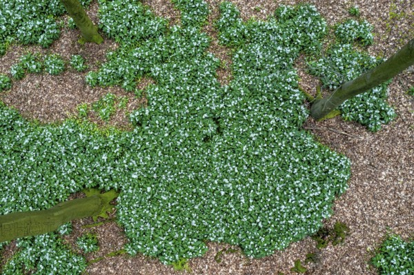 Wild garlic blossom (Allium ursinum) on the forest floor in a beech forest (Fagus sylvatica) in the