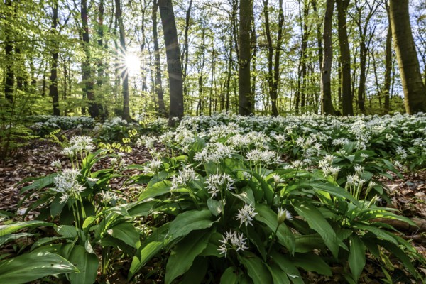 A sparkling sun shines over the wild garlic blossom (Allium ursinum) on the forest floor in a beech