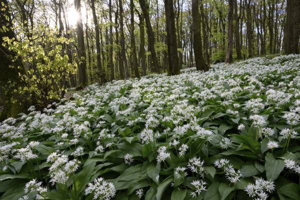 Wild garlic blossom (Allium ursinum) on the forest floor in a beech forest (Fagus sylvatica) in the