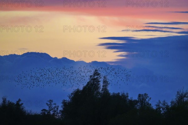 A flock of starlings (Sturnus vulgaris) flies over the silhouetted trees at sunset against a