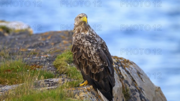 A white-tailed eagle (Haliaeetus albicilla) perched majestically on a rock overlooking the sea,