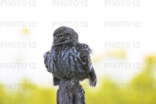 Little owl (Athene noctua) with fluffed up plumage in the evening on an old willow pole with a