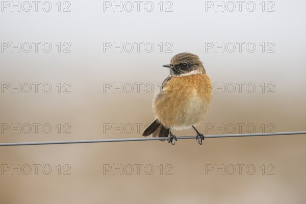 A stonechat (Saxicola rubicola) sitting on a metal wire in front of a blue sky, Dümmer nature park