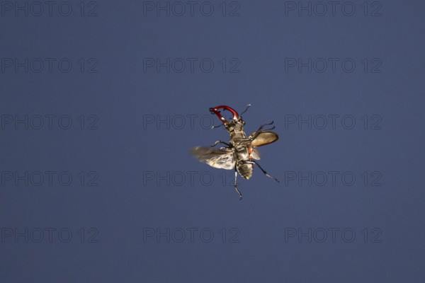 Close-up of a flying stag beetle (Lucanus cervus) with recognisable wings in front of a blue sky,