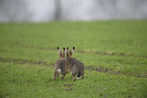 Two brown hares (Lepus europaeus) run across a green meadow. A male hare drives a female hare. The