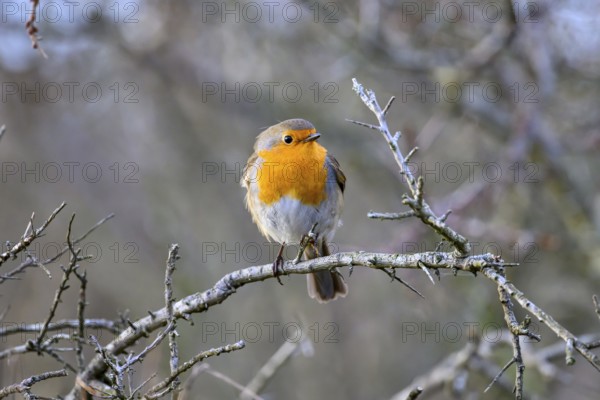A robin (Erithacus rubecula) sitting on a bare thorn branch in a winter bush, Zuid Duinen,